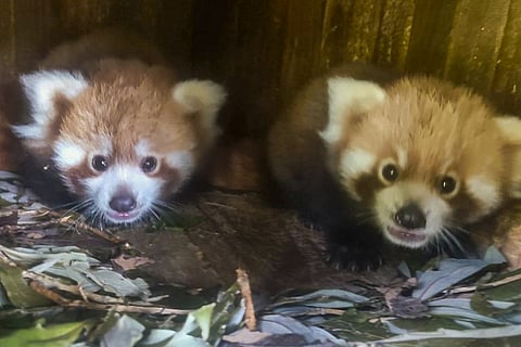 Red pandas at Darjeeling zoo